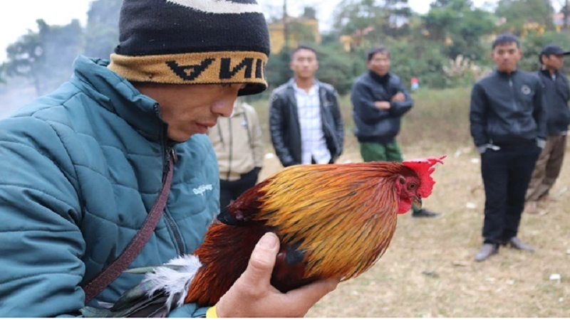Phương pháp hiệu quả nhất để thuần hóa một chú gà nhút nhát, phải đọc