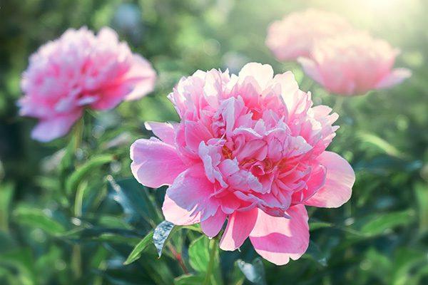 Hoa tượng trưng cho tình yêu vĩnh cửu - Blog Hoa Hồng Sài Gòn