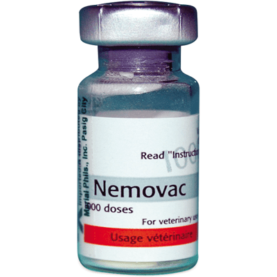 Bệnh APV Trên Gà - 5 BƯỚC XỬ LÝ TRIỆT ĐỂ BỆNH APV