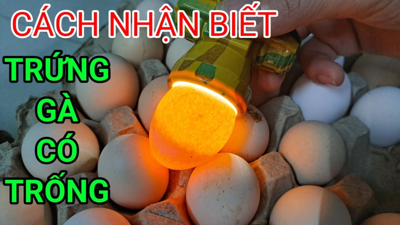 Cách Nhận biết Trứng Gà Có Trống Hay Không,Lô Hàng Trứng Gà Ta Bị Lẫn Trống - YouTube